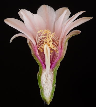 Gymnocalycium sp